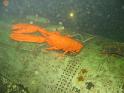 2009-12-05 - 04 - Le homard
